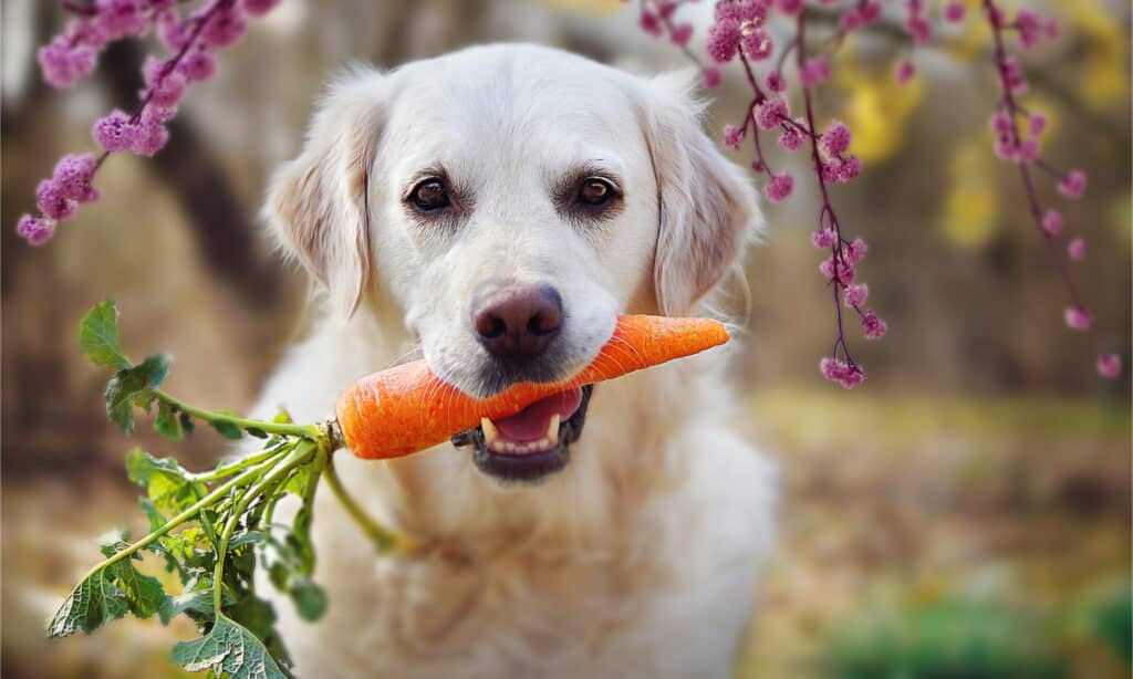 cane che mangia carota