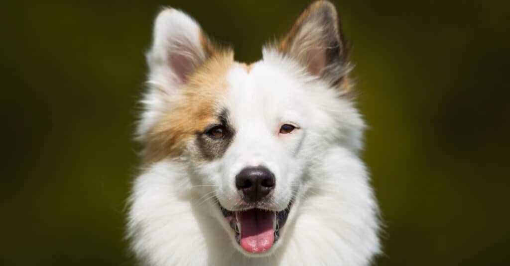 Primo piano del cane da pastore islandese