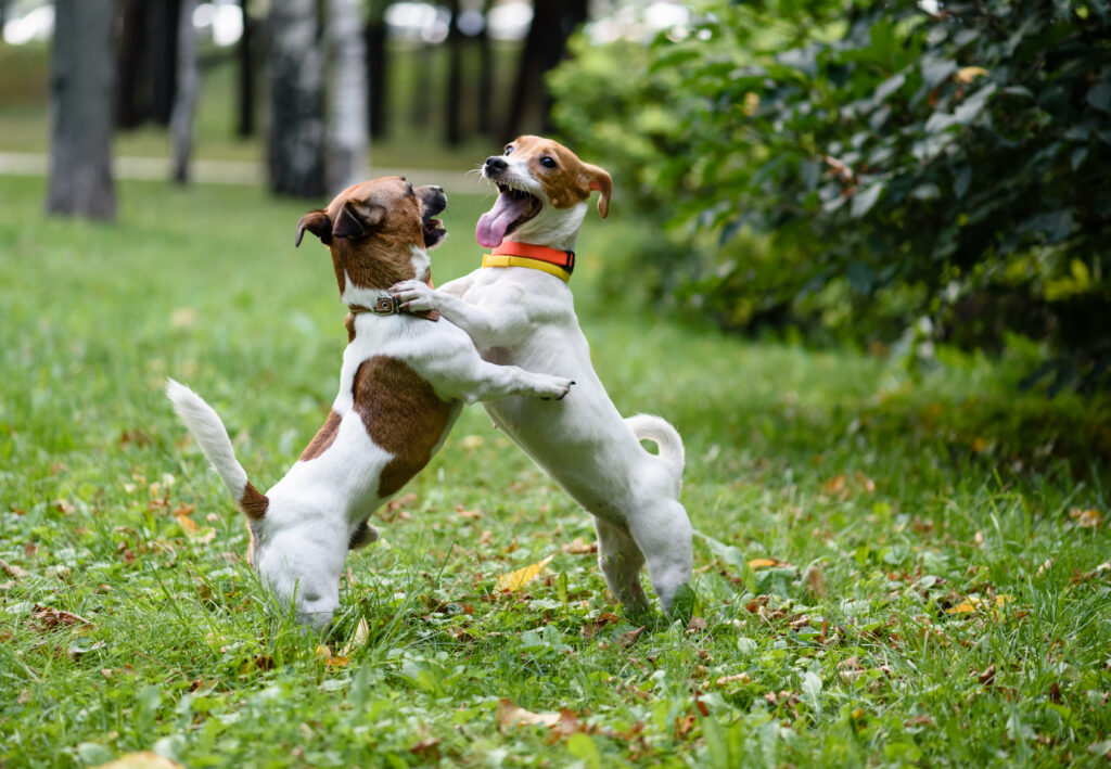 Due cani divertenti che giocano e ballano sul prato nel parco