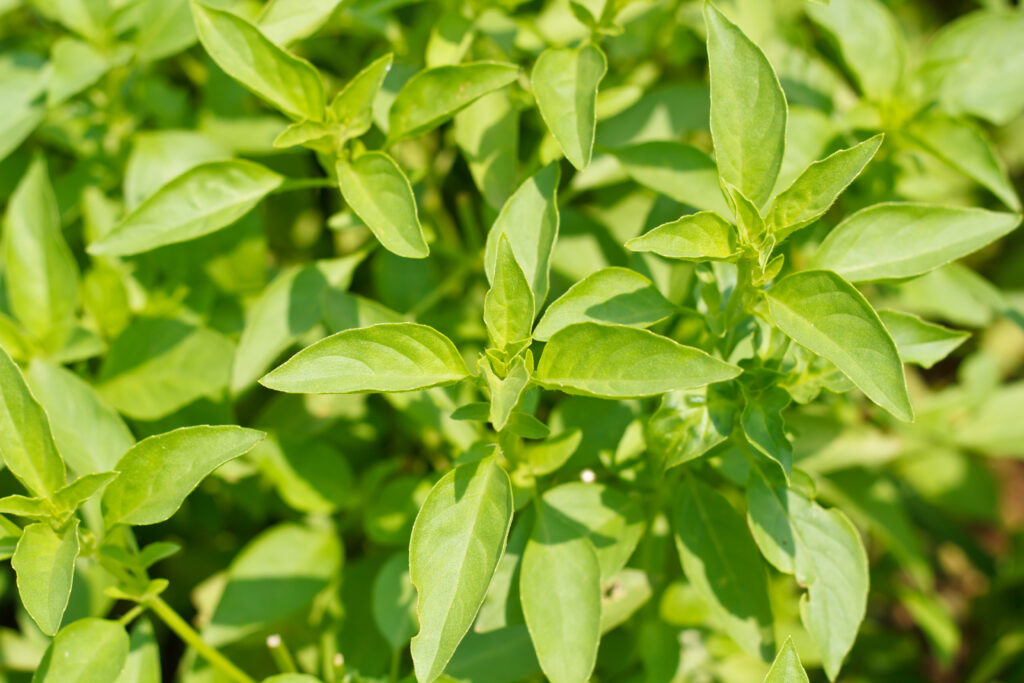 Primo piano delle foglie di basilico limone verde.