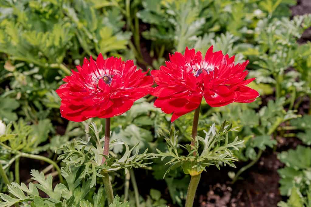 Anemone papavero in rosso