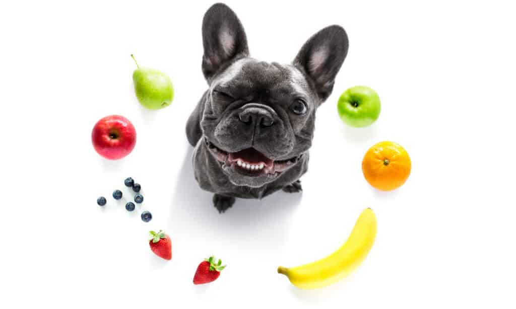 Bulldog francese circondato da frutta su sfondo bianco