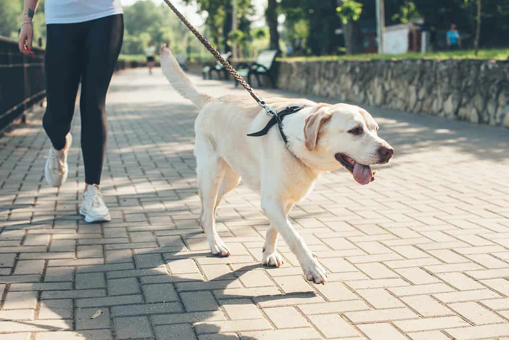 Labrador retriever a passeggio