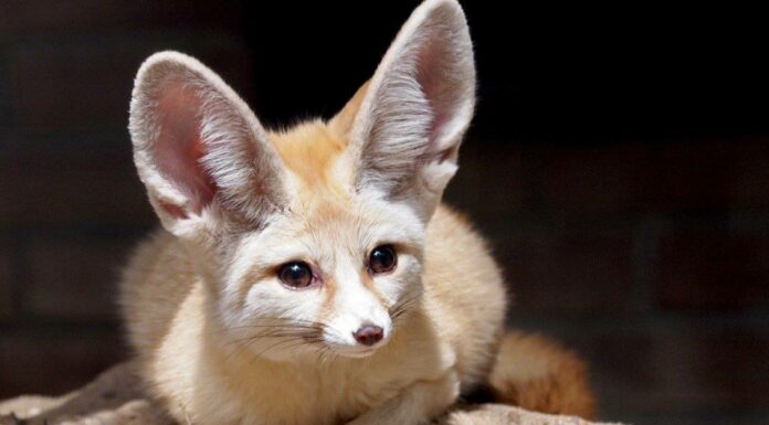 15 animali con grandi orecchie (e perché le hanno)
