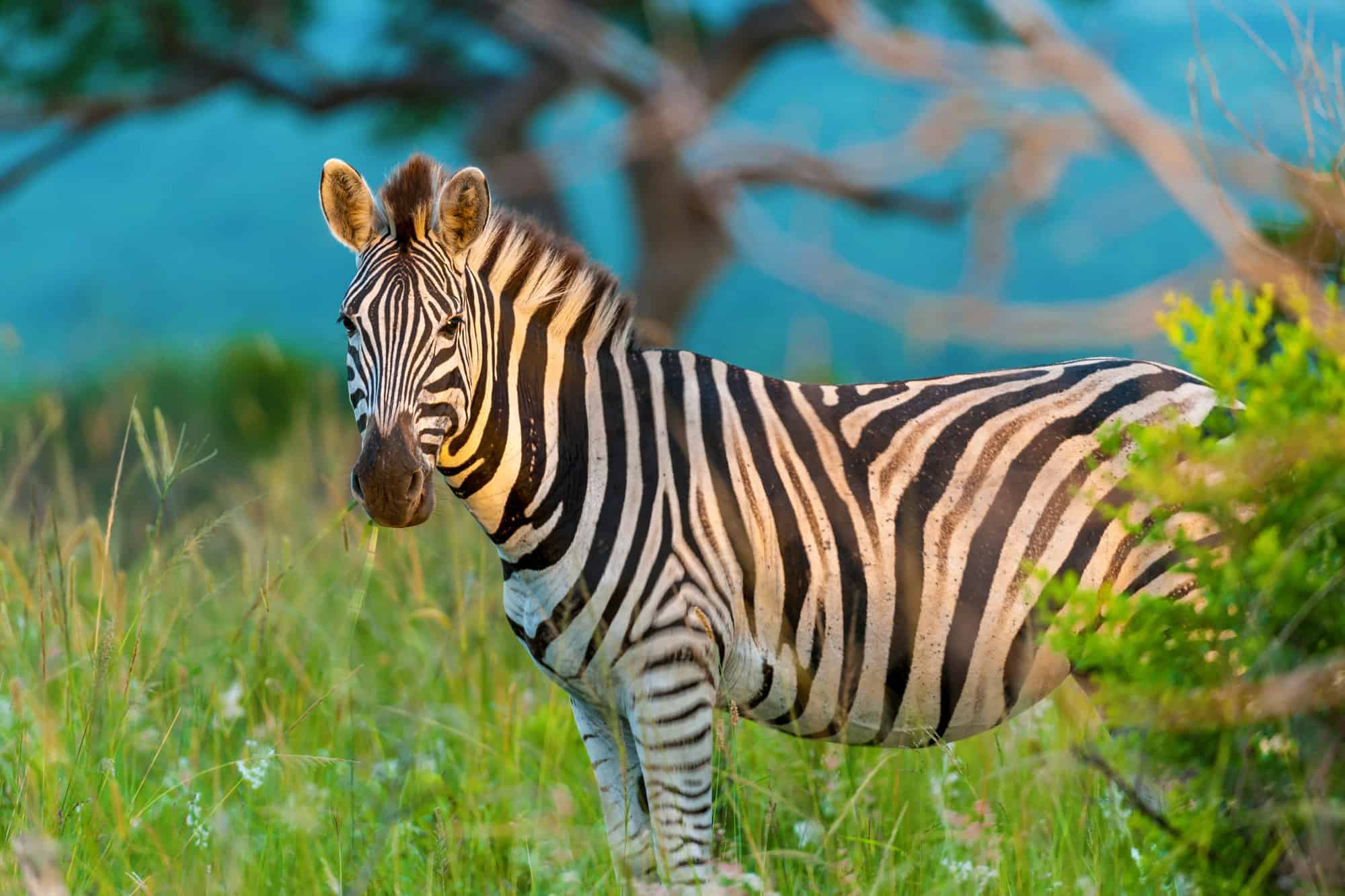zebra comune o zebra di Burchell