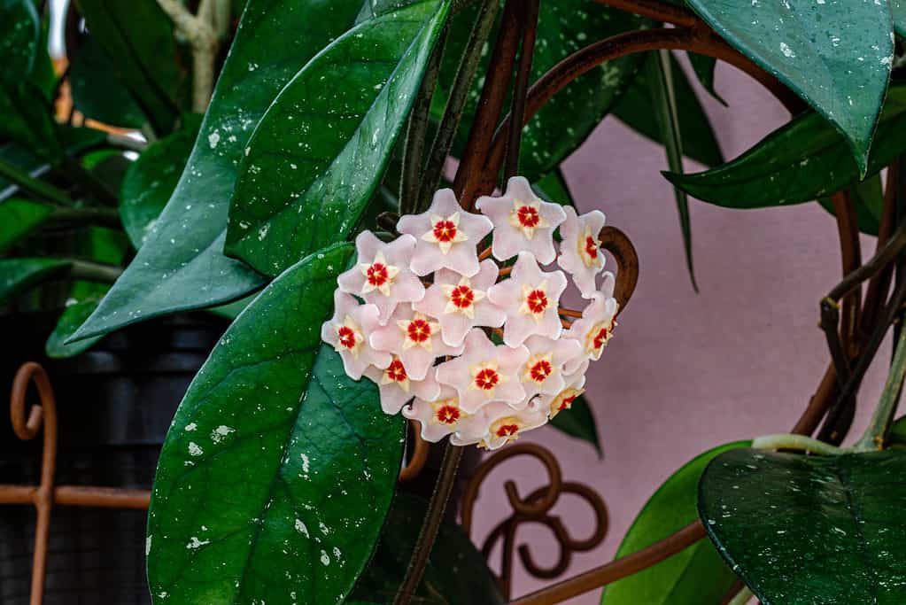 Grappolo di fiori Hoya carnosa