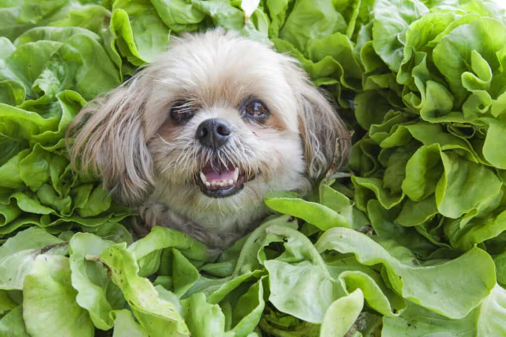 Cane nel campo di spinaci