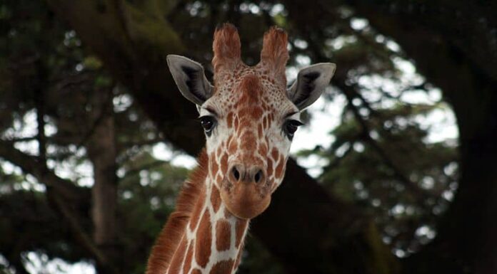 Guarda questa torreggiante giraffa calciare senza sforzo un leone attaccante dritto in faccia
