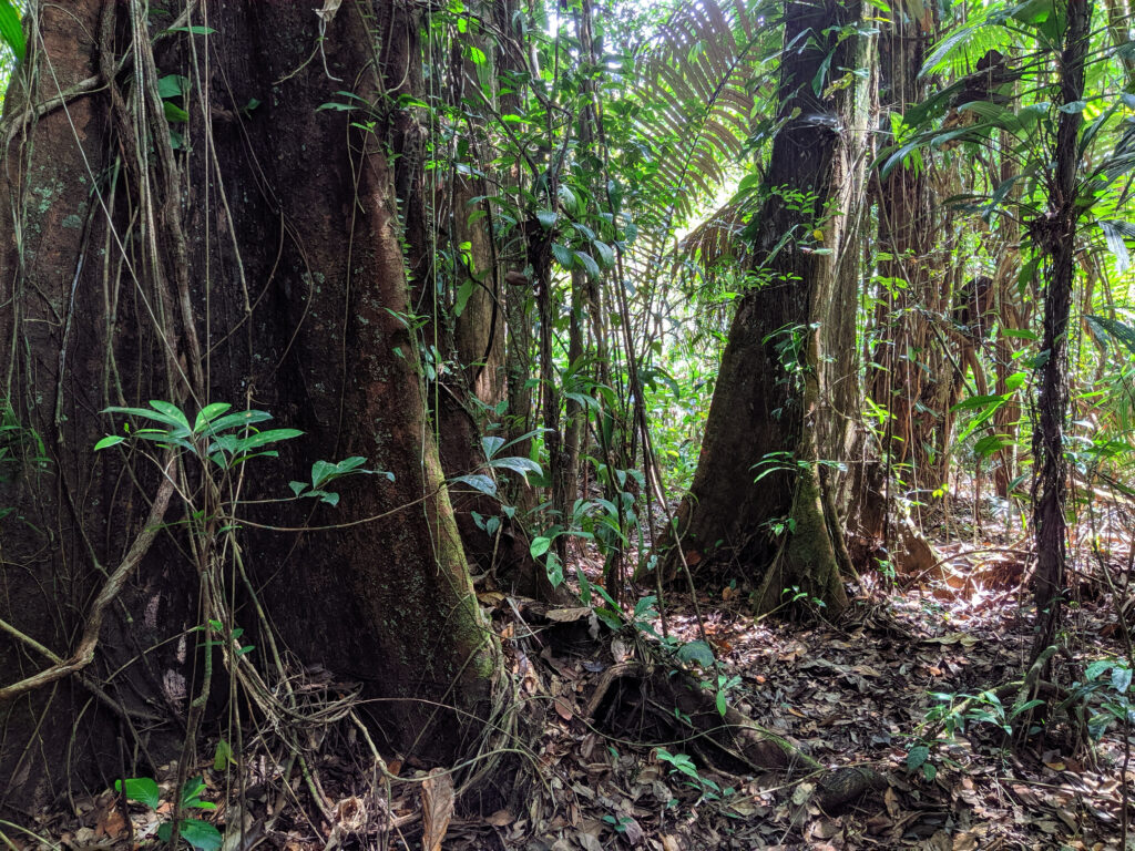 Foresta pluviale della Guyana francese Giungla amazzonica Belizon Cacao
