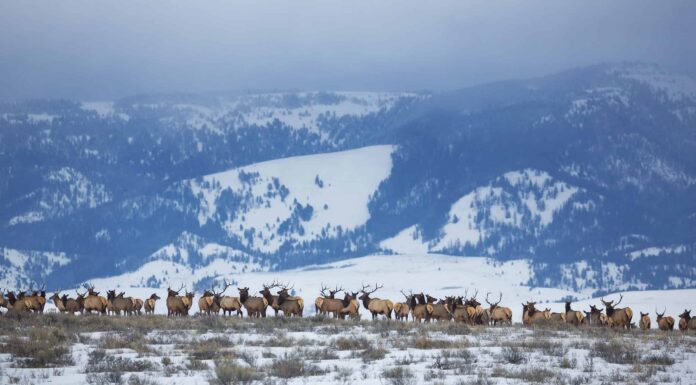 Guarda un branco di 60 Elk Spark Chaos mentre corrono lungo un'autostrada principale
