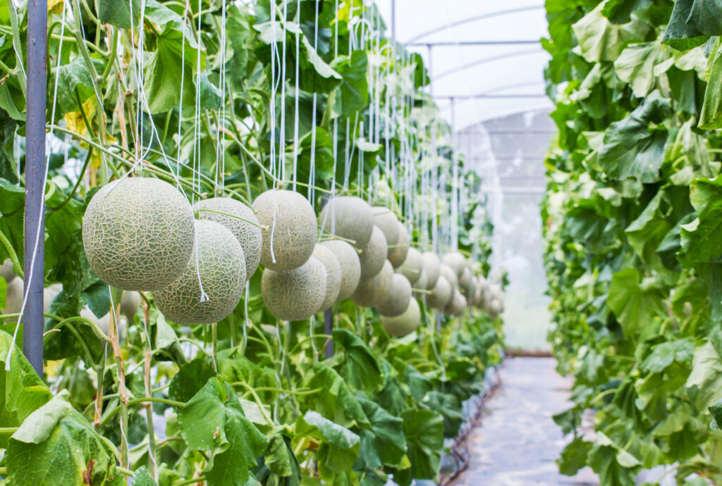 Melone che cresce in una serra in fattoria Thailandia.