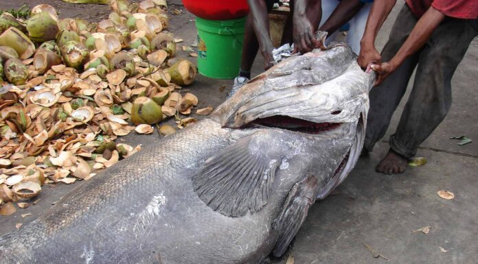 Scopri 7 pesci spettacolari trovati in Mali

