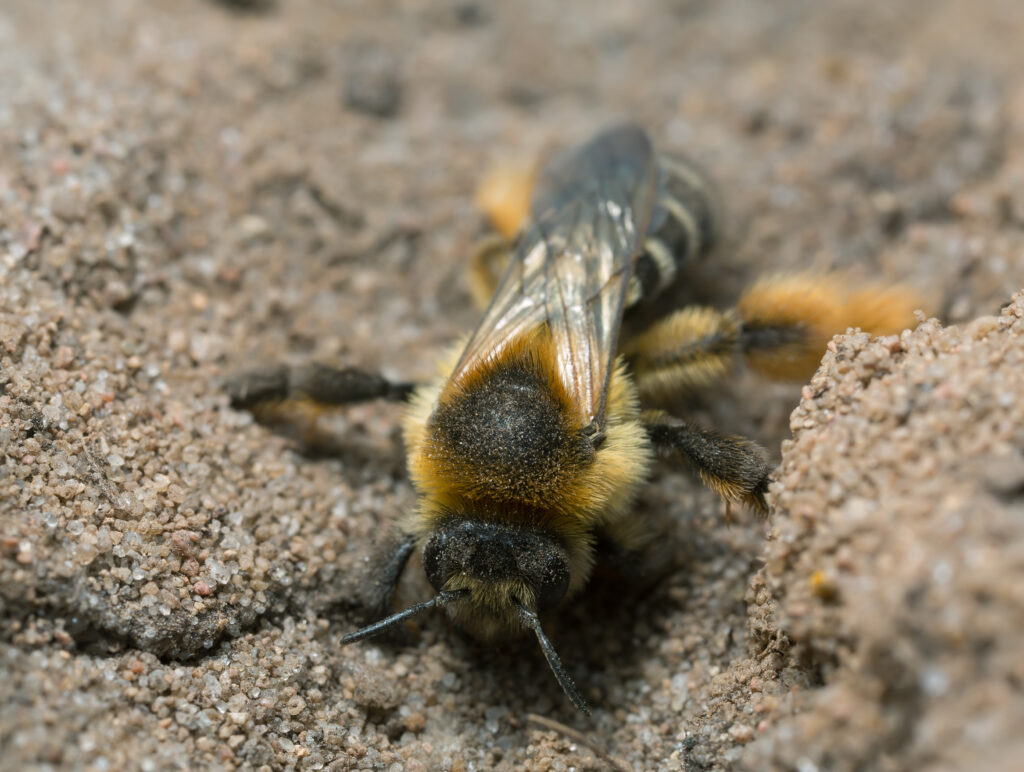 Ape pantaloon femmina, Dasypoda hirtipes che scava nella sabbia.  L'ape è rivolta verso la parte anteriore dell'ape con la testa in giù.