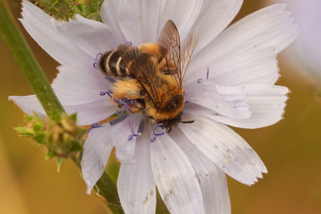 Primo piano su un'ape Pantaloon femmina, Dasypoda hirtipes, che beve nettare da un fiore di cicoria selvatica azzurro, Cichorium intybus