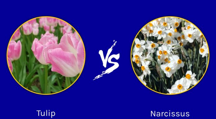 Tulipano contro narciso: i primi fiori di primavera
