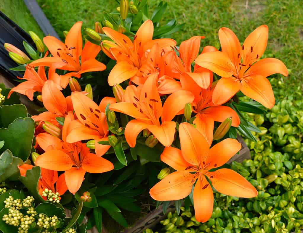 Lilium sp.  Fiori 'Orange Pixie'