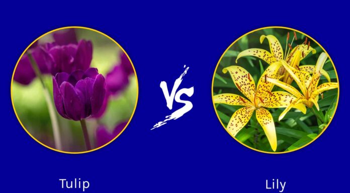 Tulip vs. Lily: cugino fiori che adorerai
