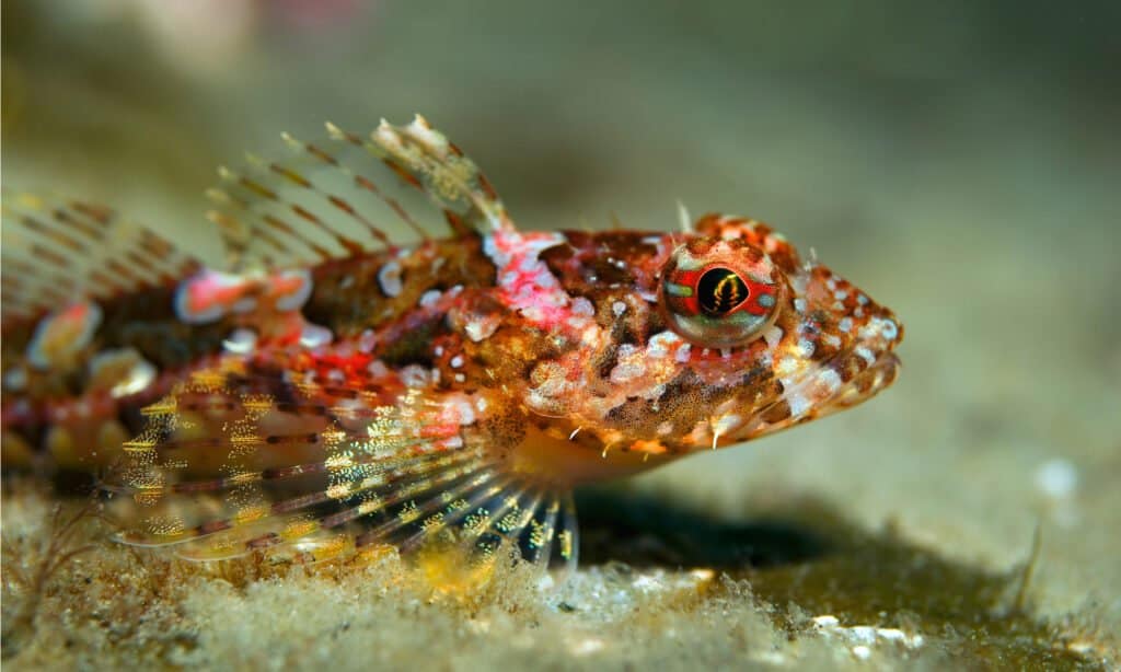 Sculpin (Bero elegans) Pesce di fondo di piccole dimensioni.  Raggiunge una lunghezza di 20 cm.  Vive principalmente nella zona costiera tra rocce, massi, su terreni ghiaiosi.