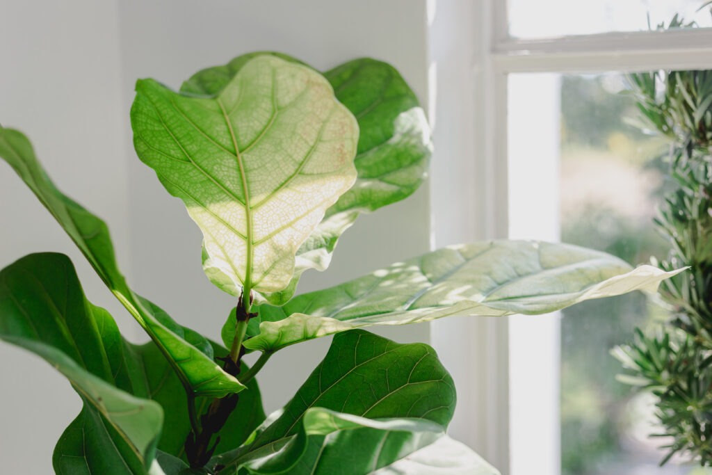 Fiddle Leaf Figs dovrebbe essere posizionato davanti a una finestra che riceverà