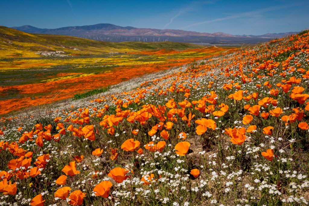 Iconico campo di papaveri della California: Riserva naturale statale della Antelope Valley California Poppy Reserve, la fioritura dei fiori selvatici avviene generalmente da metà marzo ad aprile Il papavero della California arancione e giallo