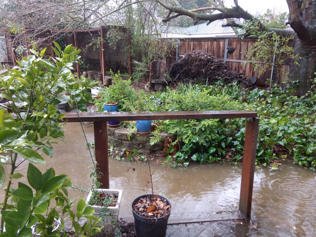 Natura - Giardino allagato dopo un'enorme tempesta invernale a Sacramento, California USA.