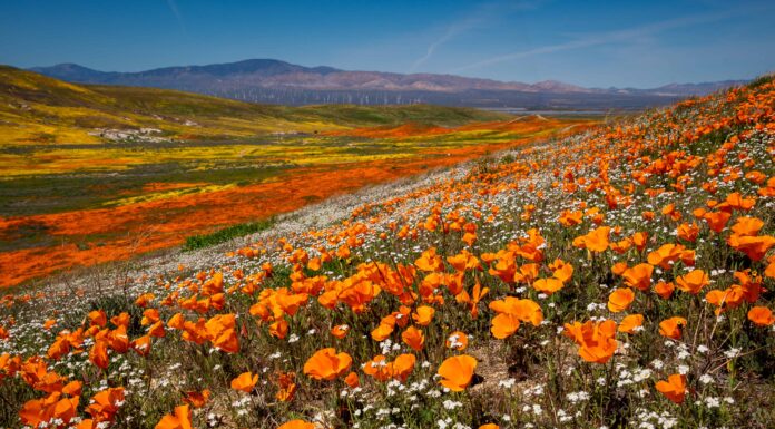 Cosa devono sapere i giardinieri della California questa primavera
