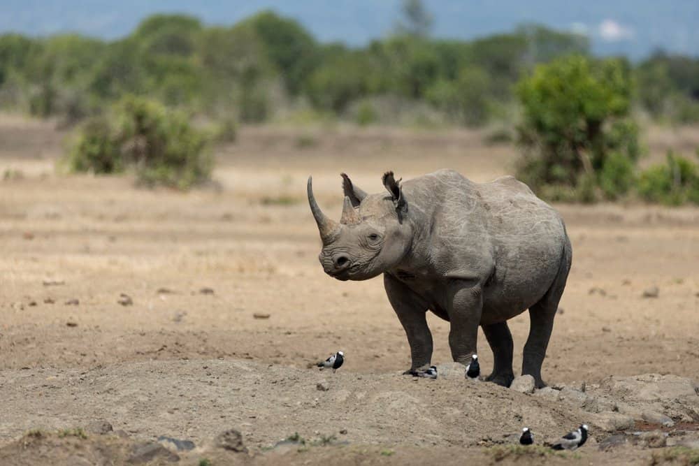 Rinoceronte nero (Diceros Bicornis) - camminando attraverso le pianure