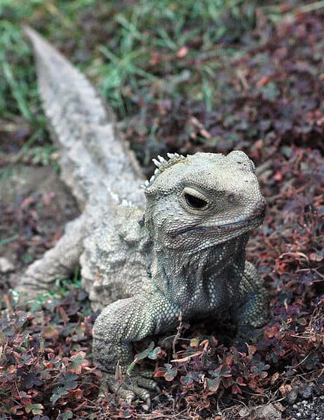 Tuatara in foglie