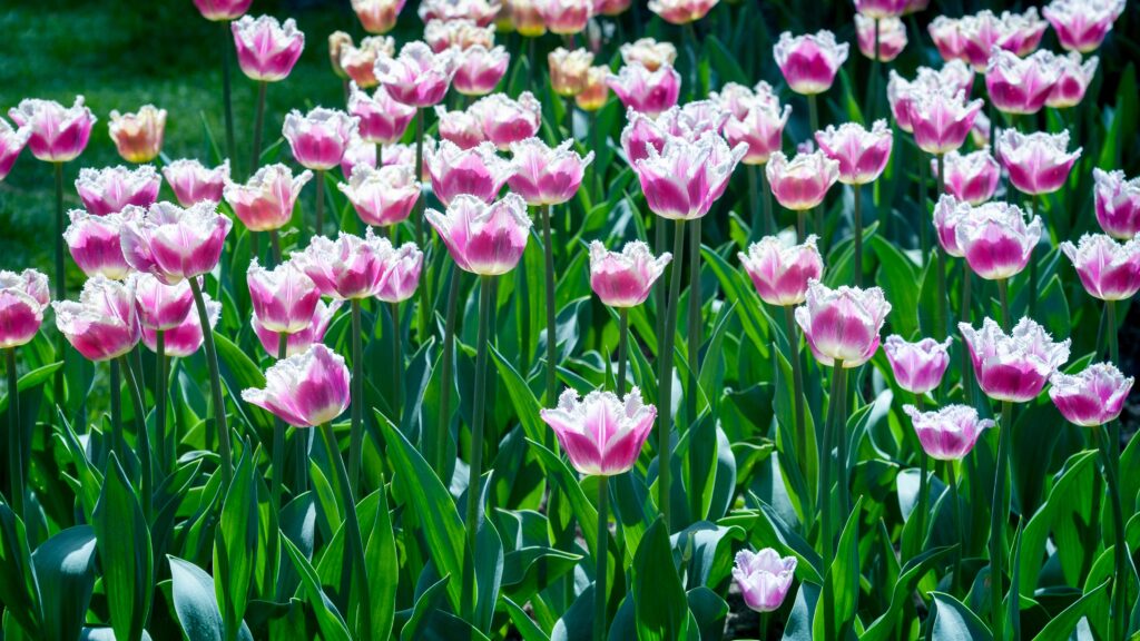 tulipano da circo viola