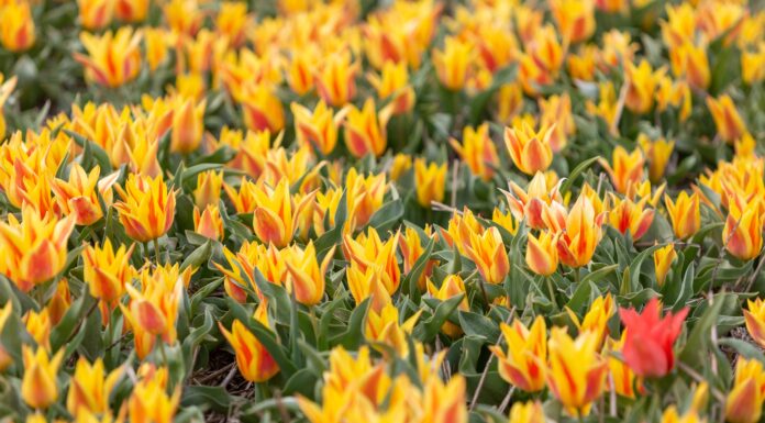 7 tulipani che prosperano nel Connecticut
