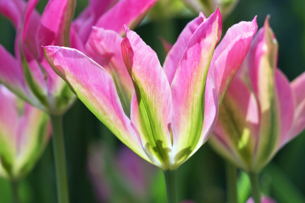Fioritura dei tulipani 