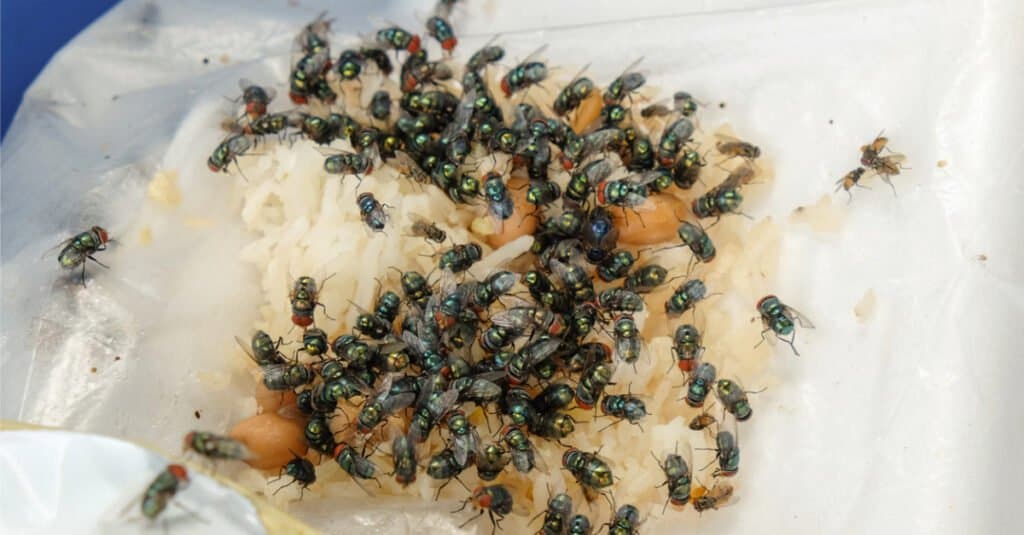 Cosa mangiano le mosche domestiche - Rifiuti alimentari