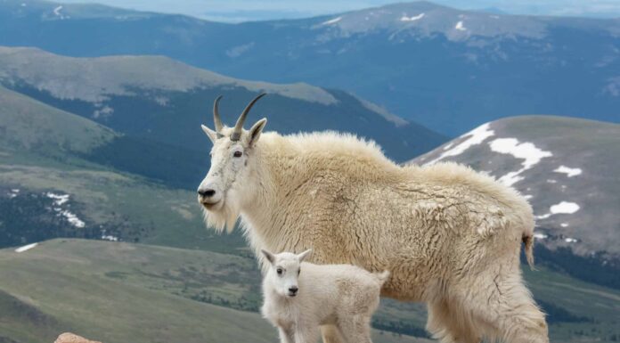 Scopri la più grande capra delle montagne rocciose mai catturata in Alaska
