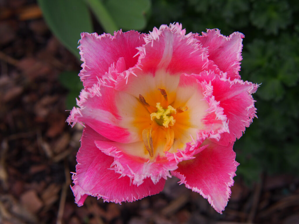 Crispion amore tulipano