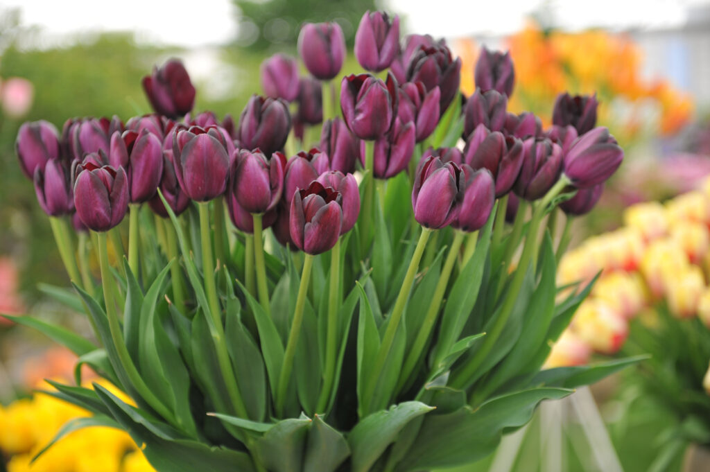 I tulipani sono disponibili in 3.000 varietà