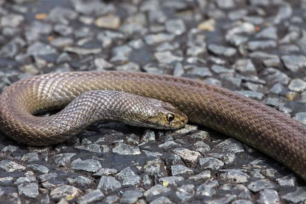 Dugite Snake - Serpenti marroni in Australia