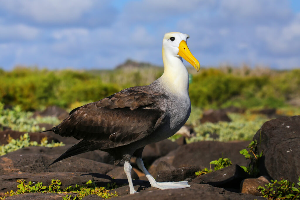 albatro agitato