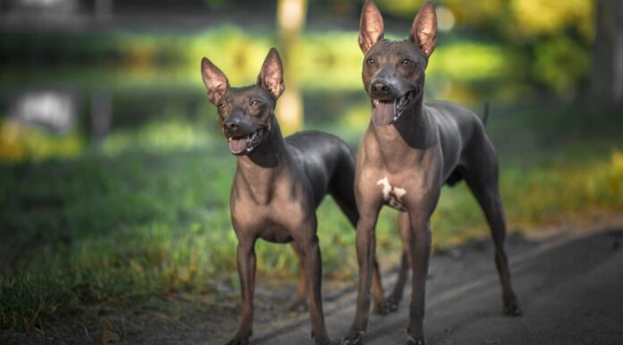 Dai un'occhiata a queste 10 razze di cani senza pelo
