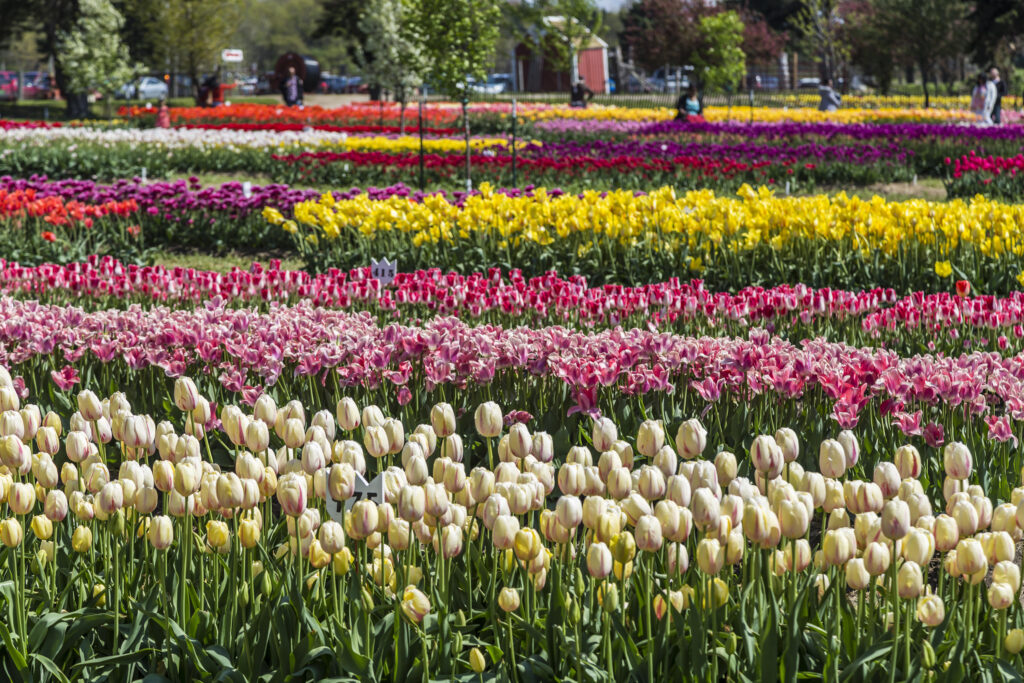 Giardino dei tulipani a Veldheer Tulip Gardens in Olanda, Michigan durante il festival dei tulipani