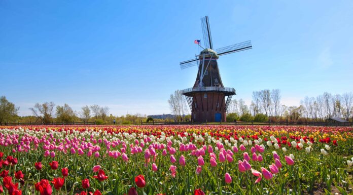 Scopri il più grande festival dei tulipani negli Stati Uniti
