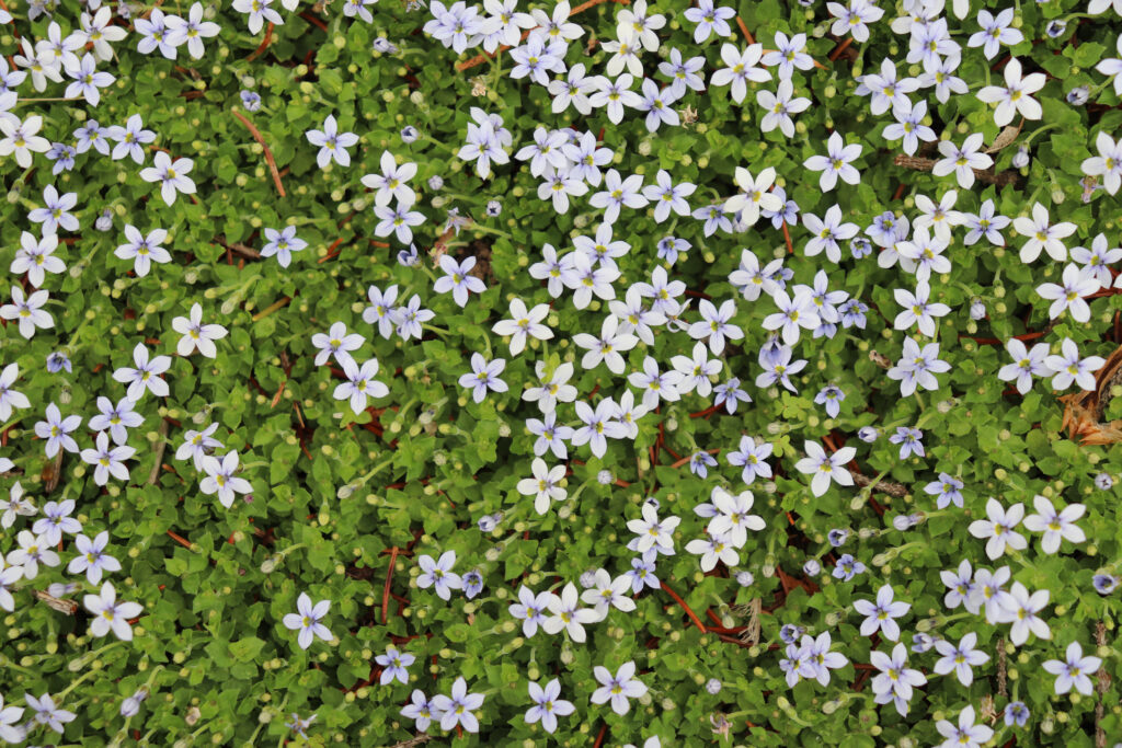 Primo piano di una spessa copertura del suolo del rampicante a stella blu con piccoli fiori blu chiaro e piccole foglie verdi appuntite