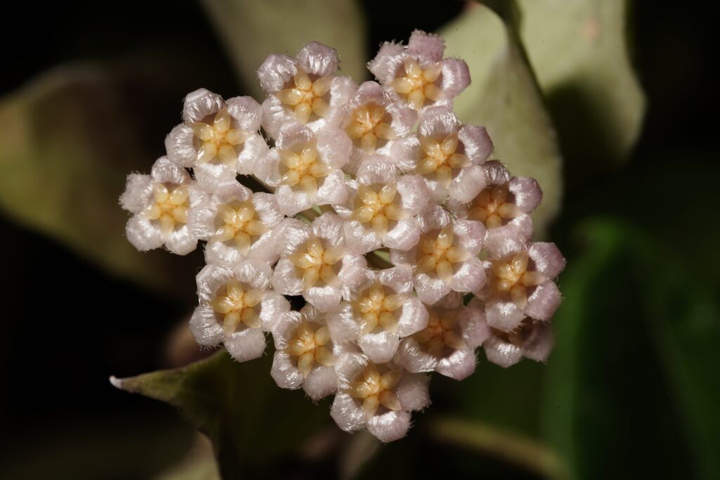 Alba hoya fiori
