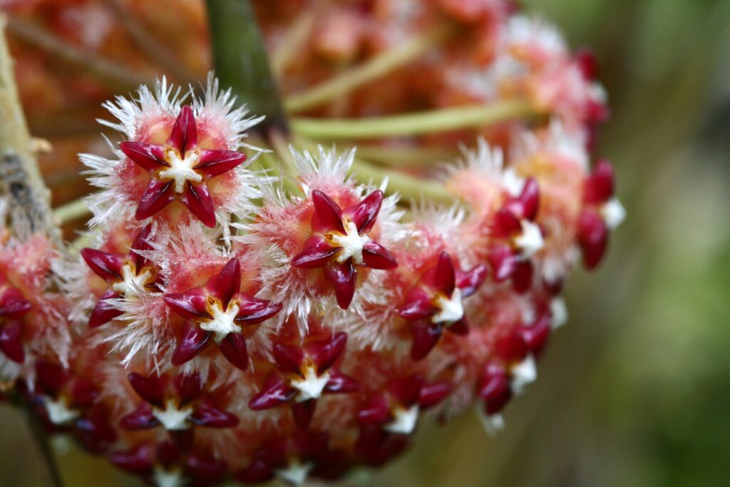 Hoya mindorensis fiori