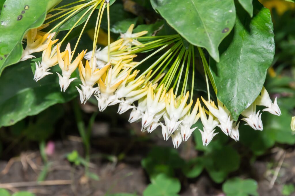 Hoya fiori multiflora