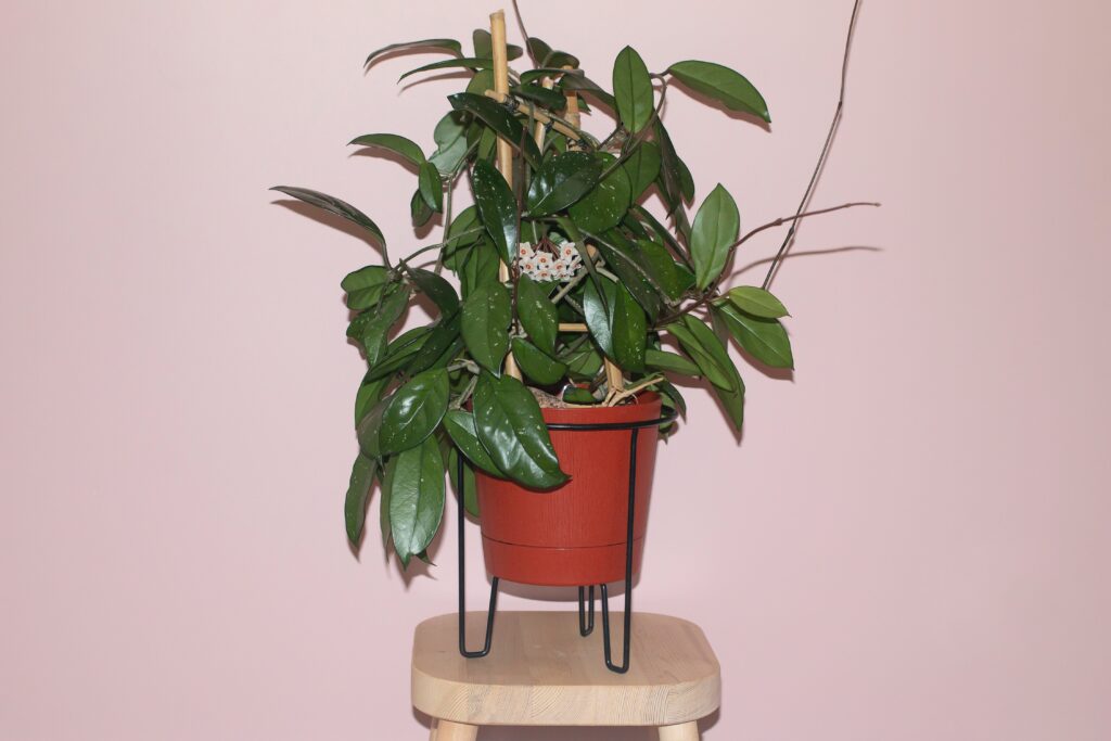Pianta di Hoya australis in vaso