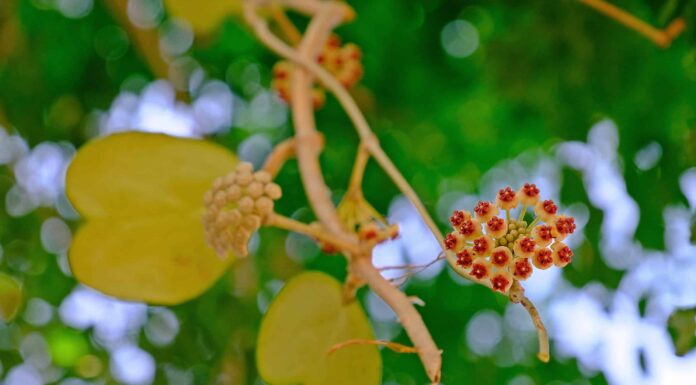 15 varietà Hoya da coltivare ora

