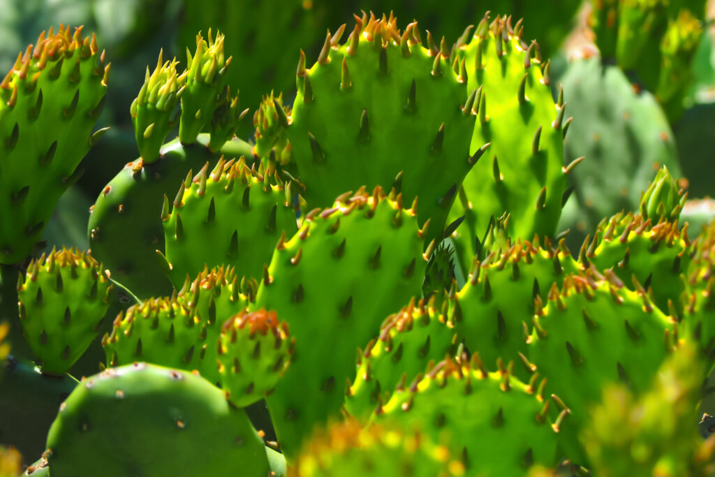 Primo piano delle foglie e delle punte del cactus della lingua del diavolo verde.