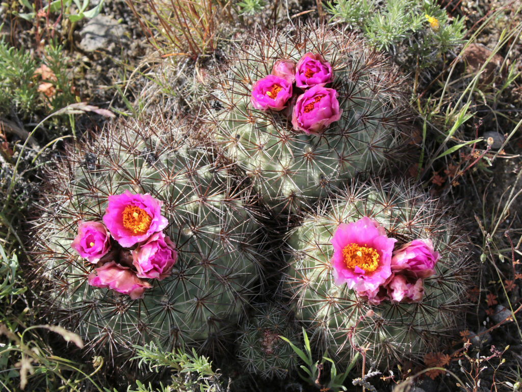 Cactus dell'altopiano della Columbia coperto di punte con fiori rosa in fiore.