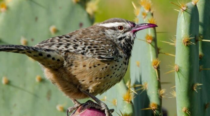 Scopri i 7 animali ufficiali dello stato dell'Arizona
