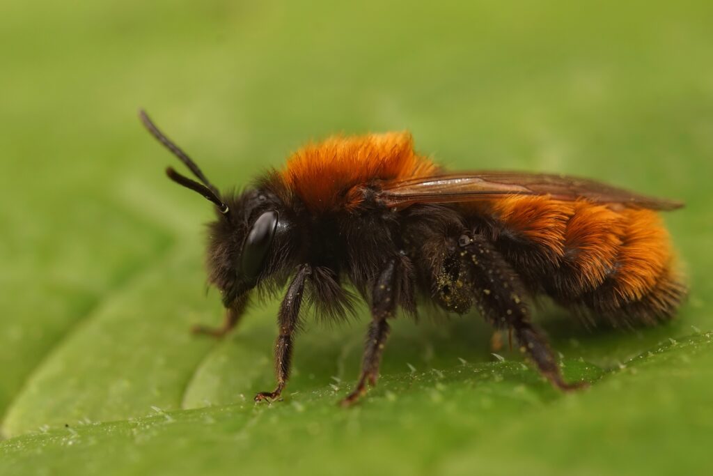 macro se un'ape mineraria bruna.  L'ape è rivolta a sinistra su una foglia verde.  L'ape è ricoperta di setae (peli).  I peli sono neri nella parte inferiore dell'ape e arancione ruggine nella parte superiore.  La sua faccia è completamente nera.